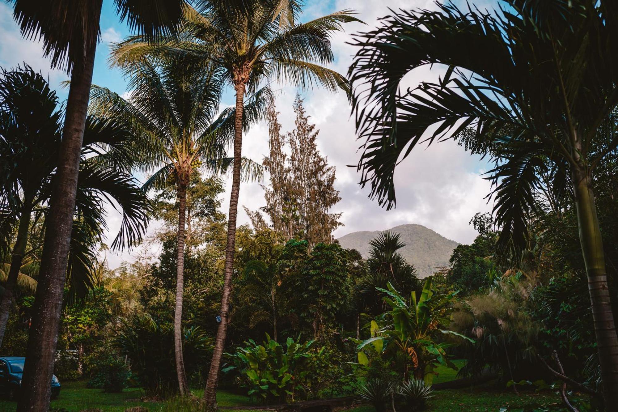 West Indies Cottage Pointe-Noire Eksteriør billede